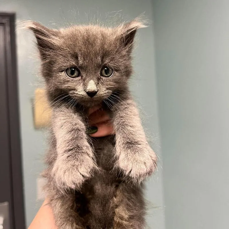 A baby small-sized male Gray / Blue / Silver Domestic Long Hair cat named Skrimpy for adoption in Edwardsville, IL