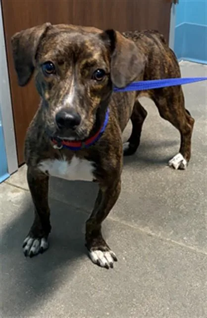 A young medium-sized male Pit Bull Terrier dog named Costco for adoption in Houston, TX