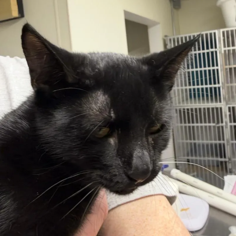 A baby medium-sized female Black Domestic Short Hair cat named Suki for adoption in Colorado Springs, CO