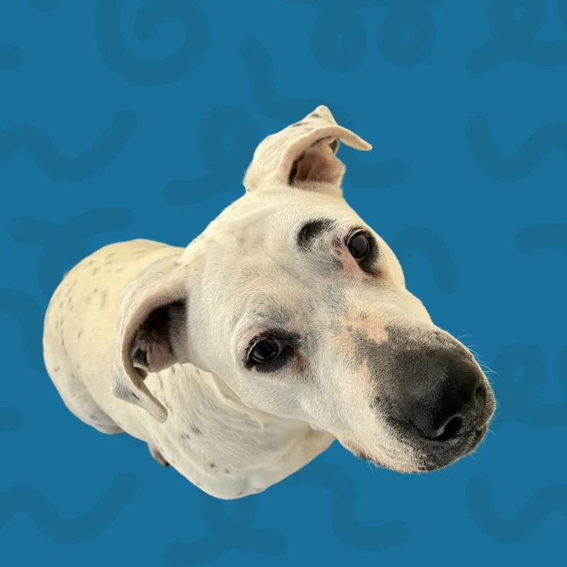 A senior large-sized female White / Cream Pit Bull Terrier dog named Junie for adoption in Reno, NV