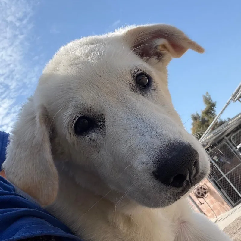 Roxy