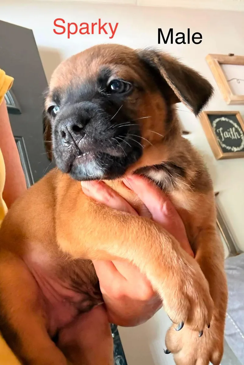 A baby medium-sized male Dachshund dog named Sparky for adoption in Roxboro, NC