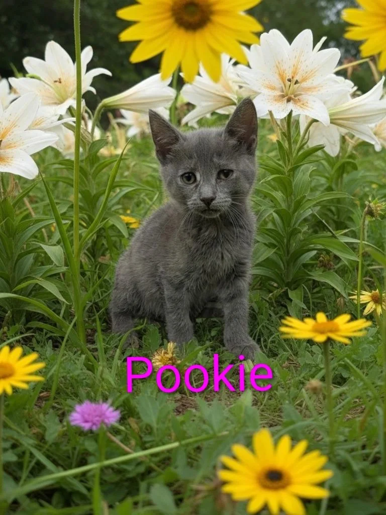A baby small-sized female Domestic Short Hair cat named Pookie for adoption in Jim Thorpe, PA