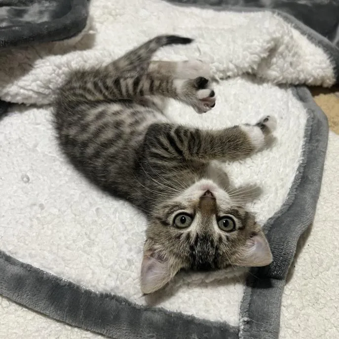 A baby small-sized female Brown / Chocolate Domestic Short Hair cat named Delilah for adoption in Temecula, CA