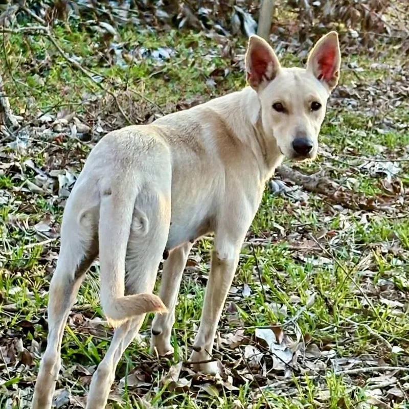 A young medium-sized female Shepherd dog named Bindi for adoption in Brewton, AL