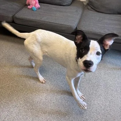 An adult medium-sized male White / Cream Mixed Breed dog named Slider for adoption in Lansing, MI