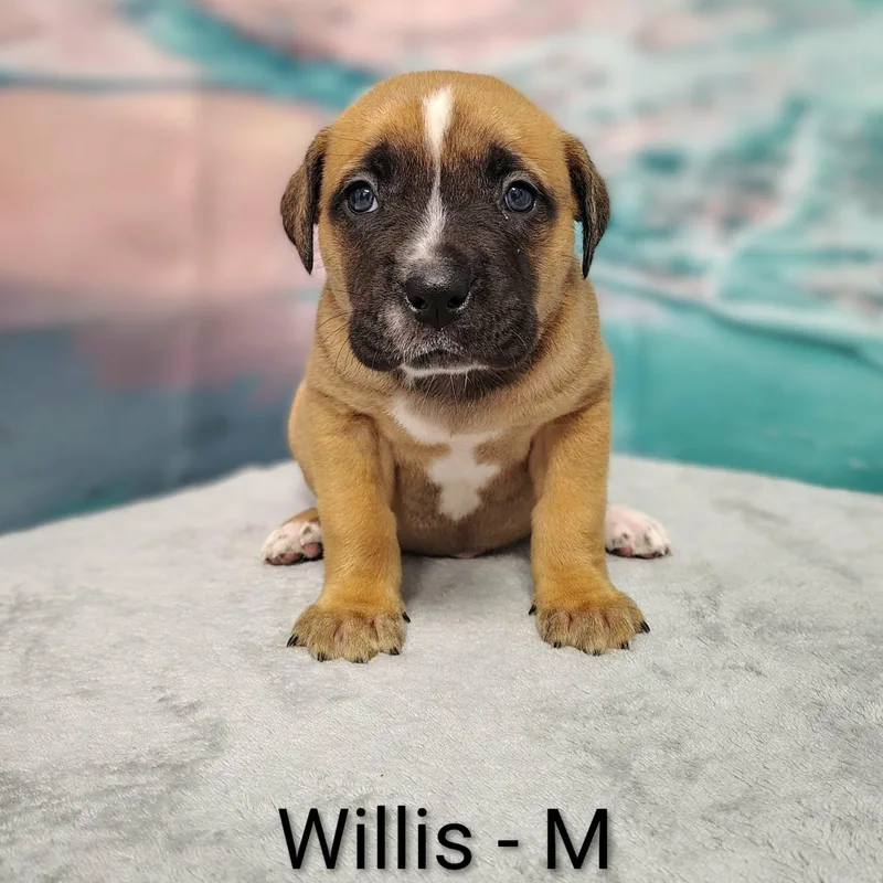 A baby medium-sized male Yellow / Tan / Blond / Fawn Labrador Retriever dog named CT Willis avail Aug for adoption in Eastford, CT