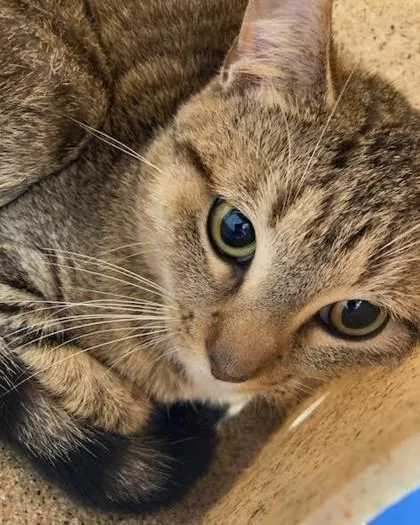 An adult medium-sized male Domestic Short Hair cat named Felix for adoption in Lafayette, IN