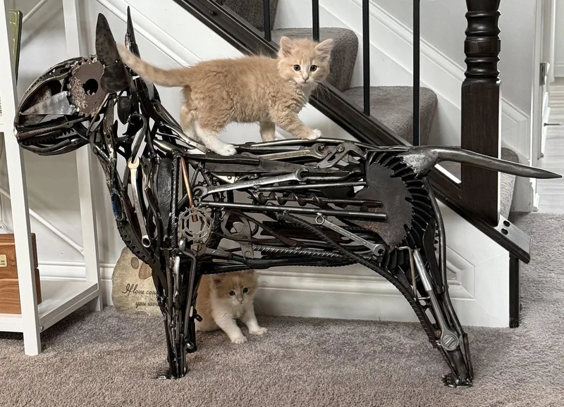 Maximus
