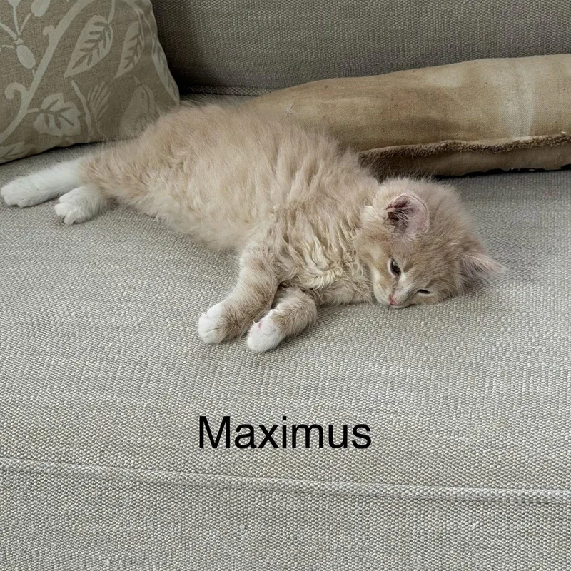 Maximus thumbnail 2