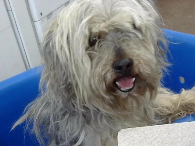 An adult medium-sized male Mixed Breed dog named Delgado for adoption in Dallas, TX