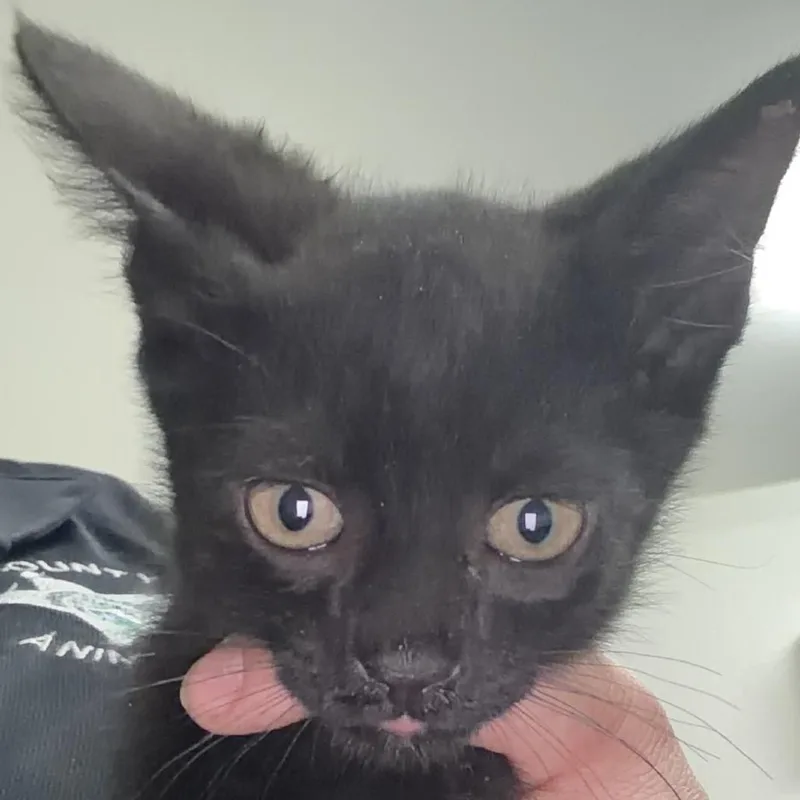 A baby small-sized male Black Domestic Short Hair cat named Eddy for adoption in Bronson, FL