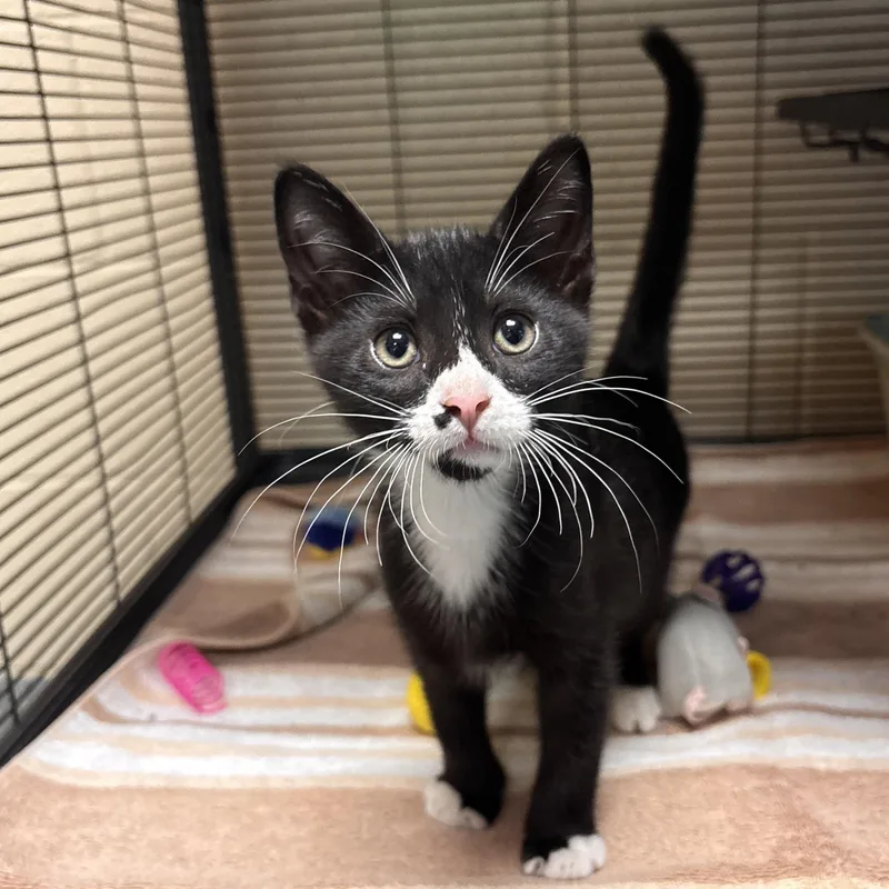 A young medium-sized male Black & White / Tuxedo Domestic Short Hair cat named Luigi for adoption in Charleston, SC