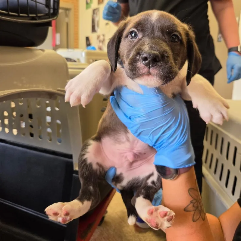A baby small-sized male Black Terrier dog named Klaus for adoption in Birmingham, AL