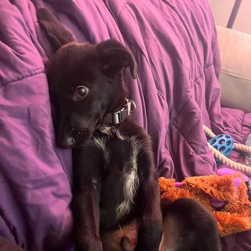 Georgie
