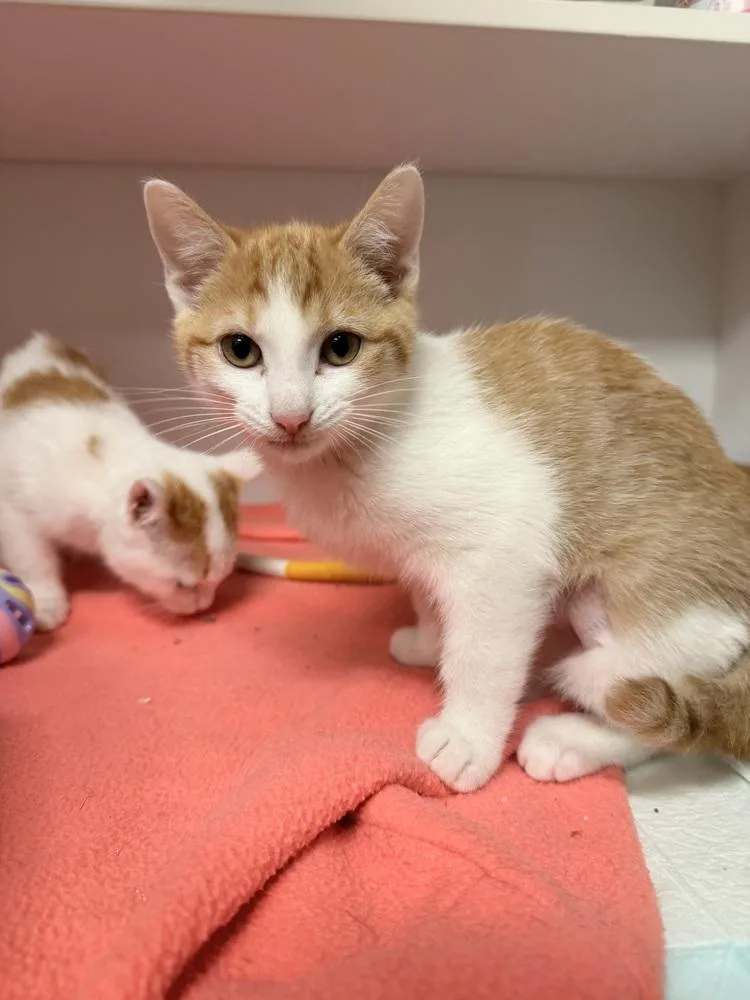 Cat Cafe Ranch thumbnail 2