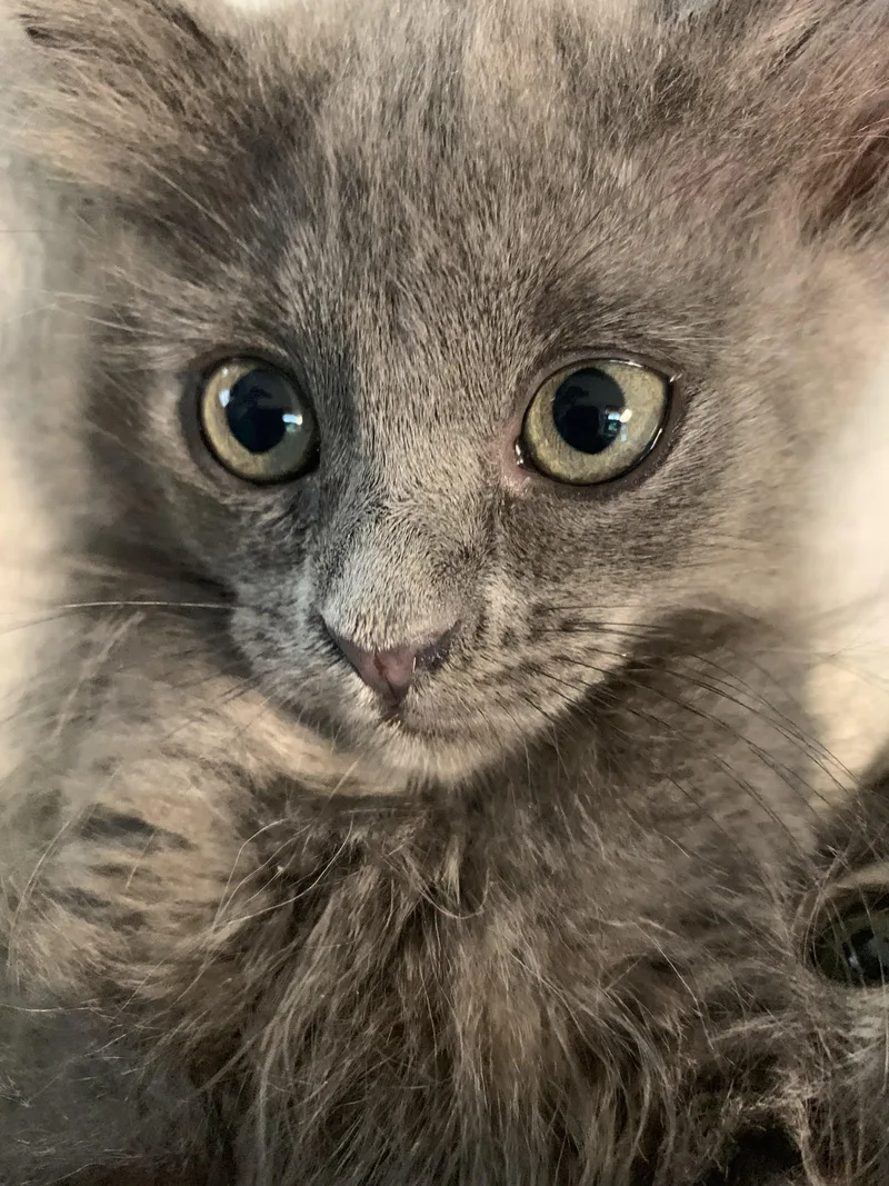 A baby medium-sized female Gray / Blue / Silver Domestic Medium Hair cat named Jackie for adoption in Dawson, GA