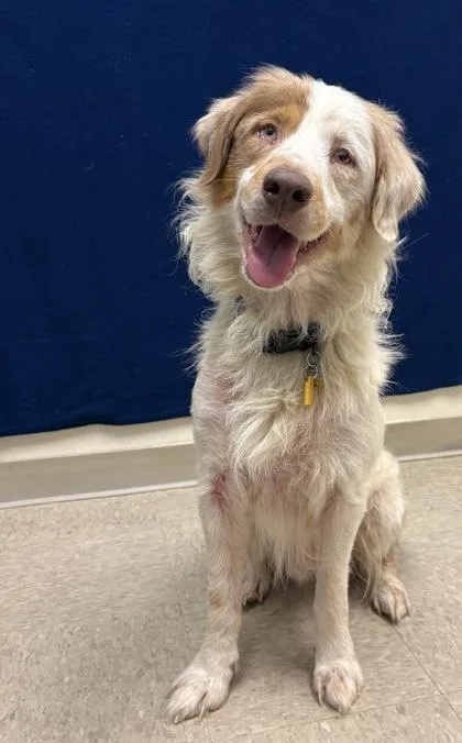 An adult medium-sized male Apricot / Beige Mixed Breed dog named Blue for adoption in Hamilton, OH