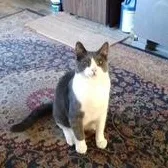 An adult large-sized male Russian Blue cat named Tyler for adoption in Clawson, MI