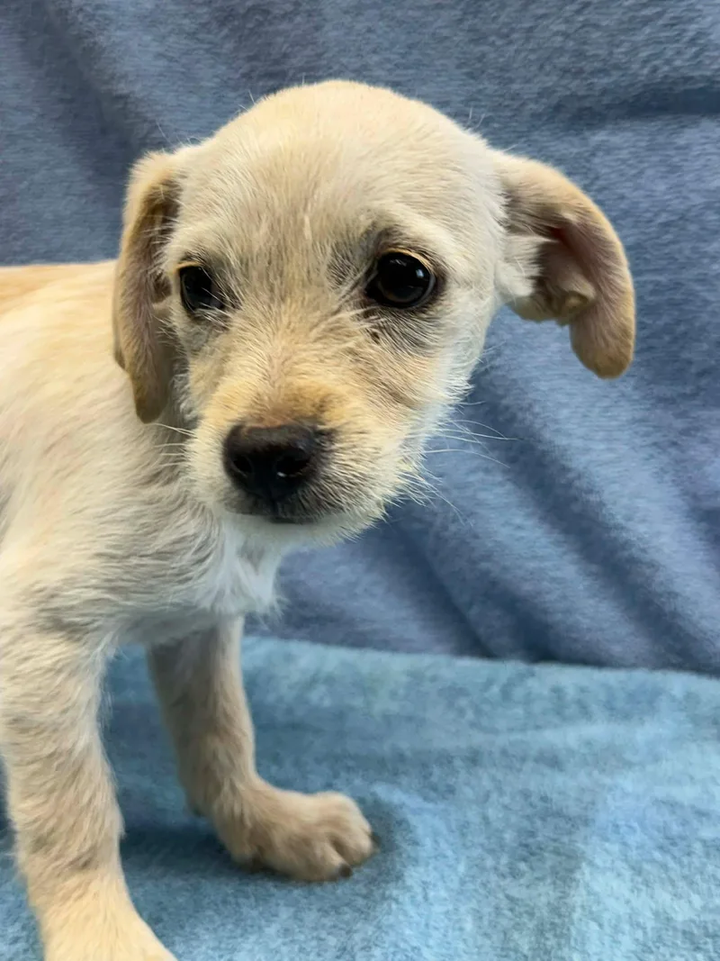 Saroccoca thumbnail 2