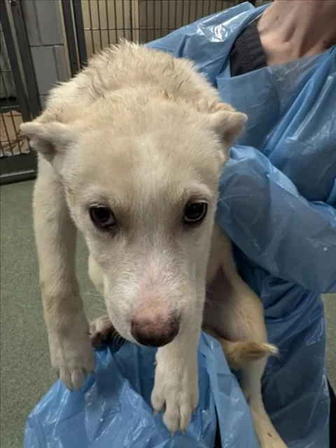 A baby small-sized male Mixed Breed dog named Liam for adoption in Santa Fe, NM