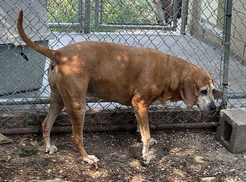 A senior large-sized female Red / Chestnut / Orange Redbone Coonhound dog named Piper for adoption in Kalkaska, MI
