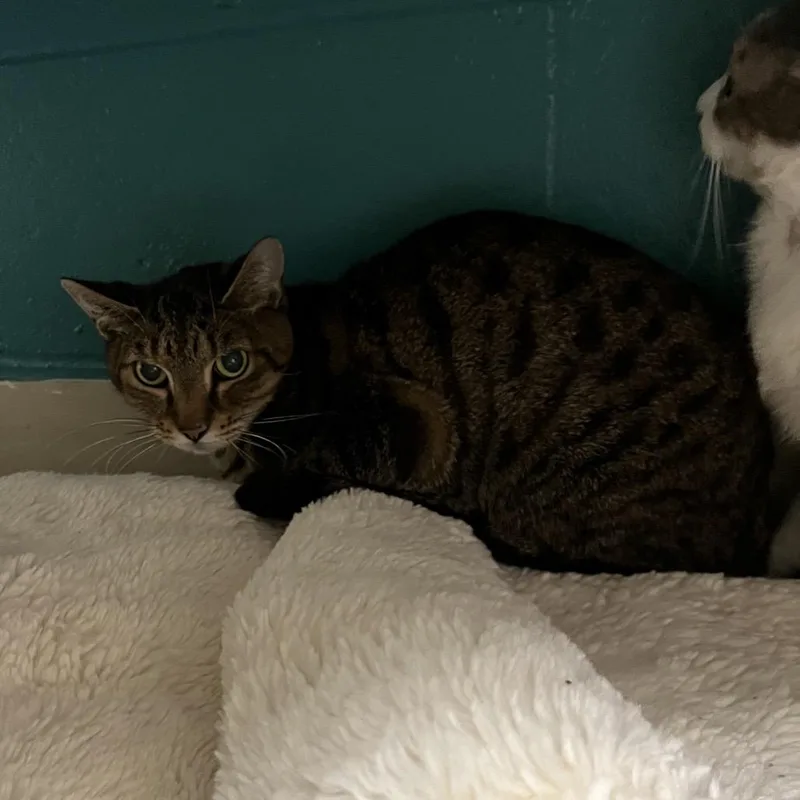 A senior medium-sized male Brown / Chocolate Domestic Short Hair cat named Pear for adoption in Bedford, NH