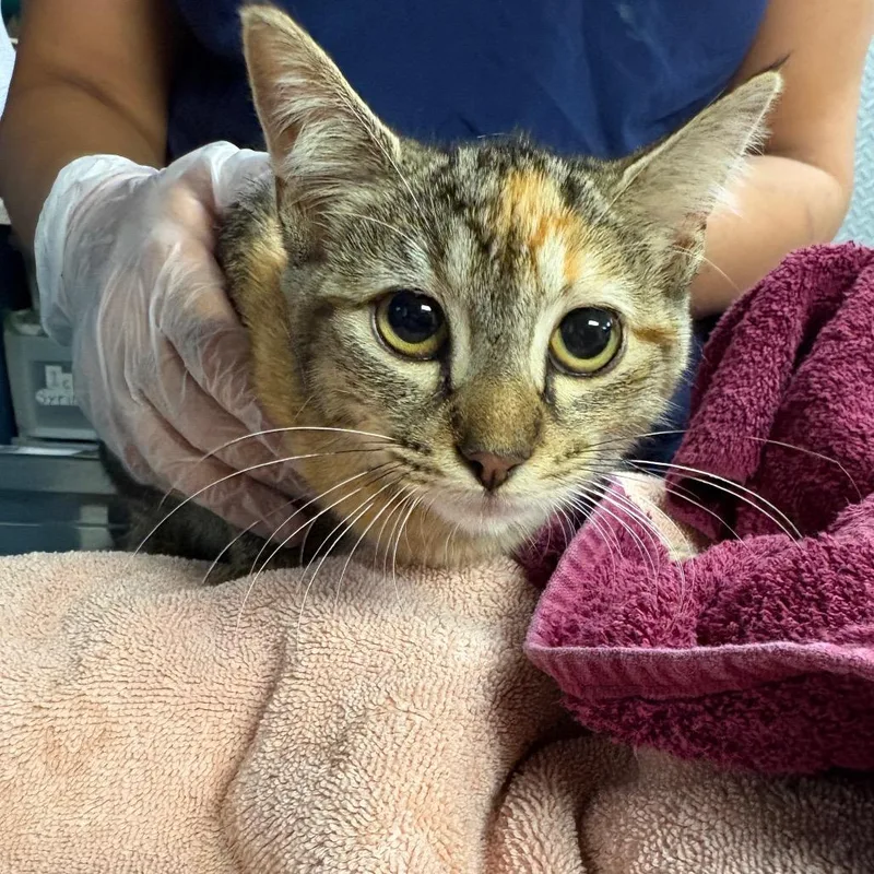 A baby small-sized female Calico Domestic Short Hair cat named Dolly for adoption in Newark, NJ