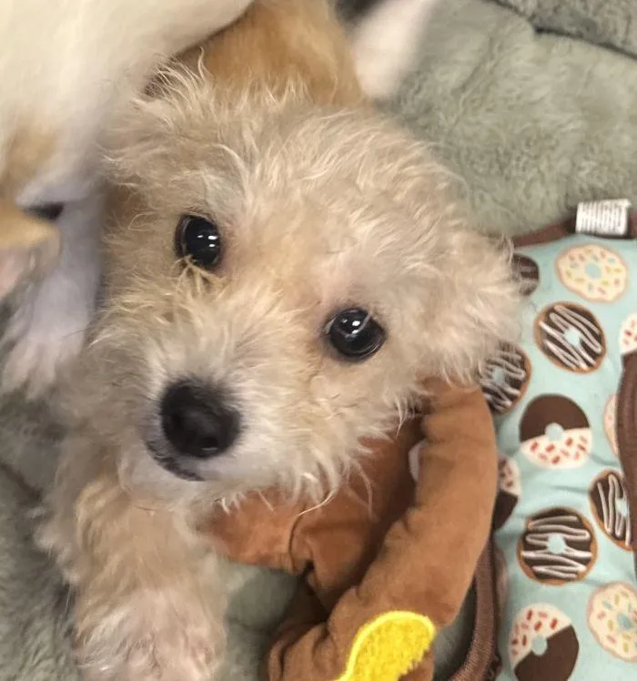 A young small-sized female Cairn Terrier dog named Yuna for adoption in Hilton Head Island, SC