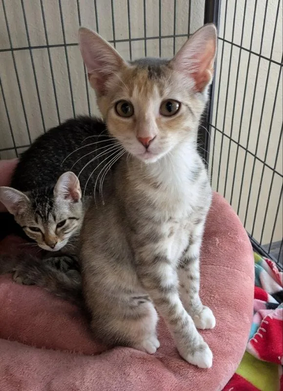 A young medium-sized female Tabby cat named Wren for adoption in Ocala, FL