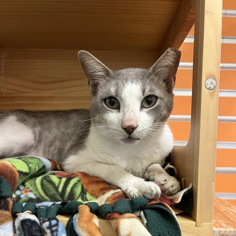 An adult large-sized male Gray / Blue / Silver Domestic Short Hair cat named Mr. Wilson for adoption in Naples, FL