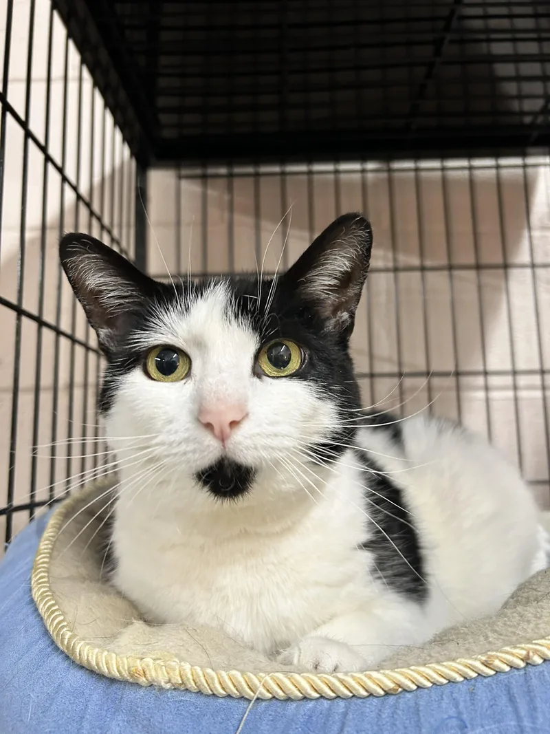 An adult medium-sized female Domestic Short Hair cat named Rebecca for adoption in Lancaster, SC