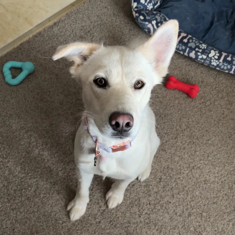 An adult medium-sized female White / Cream Labrador Retriever dog named Lola Lady D for adoption in Princeton, MN