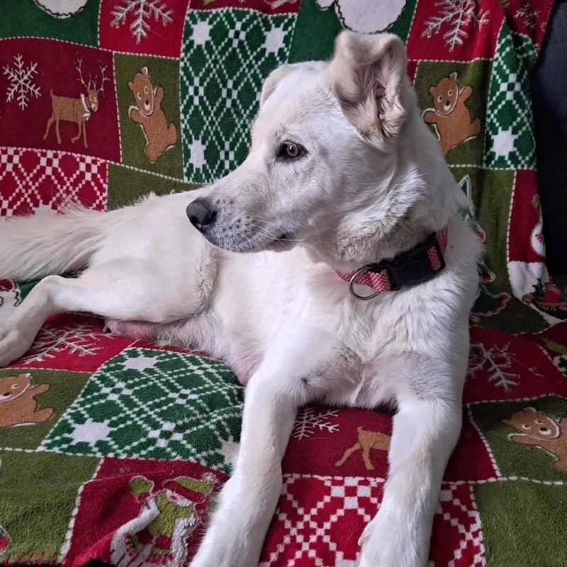 Lola Lady D thumbnail 2