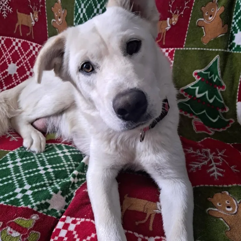 Lola Lady D thumbnail 3