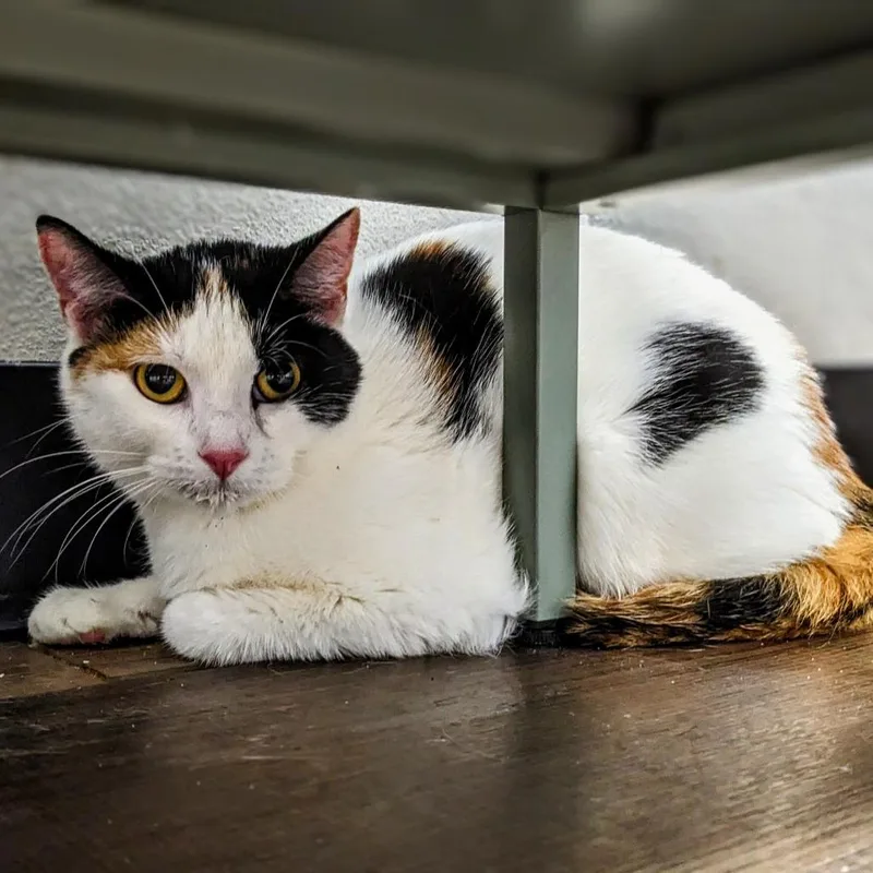 An adult small-sized female Calico Domestic Short Hair cat named Phlox for adoption in Garfield, AR