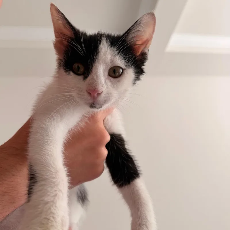 A baby small-sized male Black Domestic Short Hair cat named Mike Jones for adoption in Inman, SC