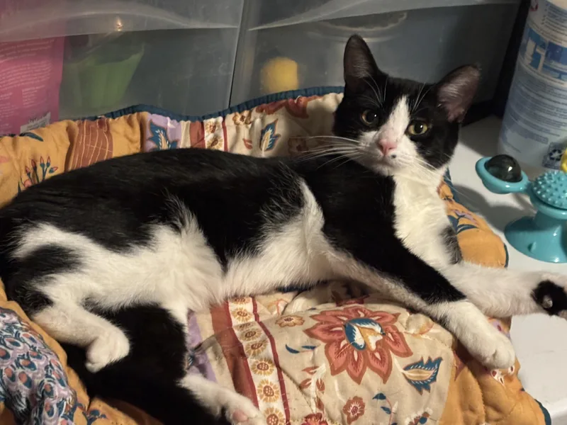 A baby small-sized male Black & White / Tuxedo Domestic Short Hair cat named Shayland for adoption in Pittsburgh, PA