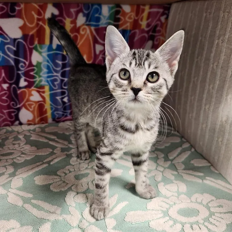 A baby small-sized female Gray / Blue / Silver Domestic Short Hair cat named Suches for adoption in Naples, FL