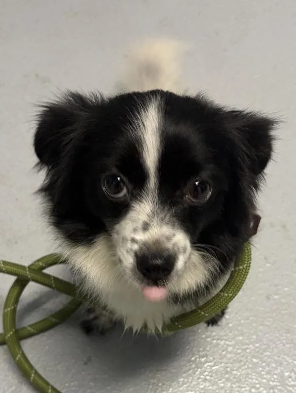 A young small-sized female Terrier dog named Pen for adoption in Lawrenceville, GA