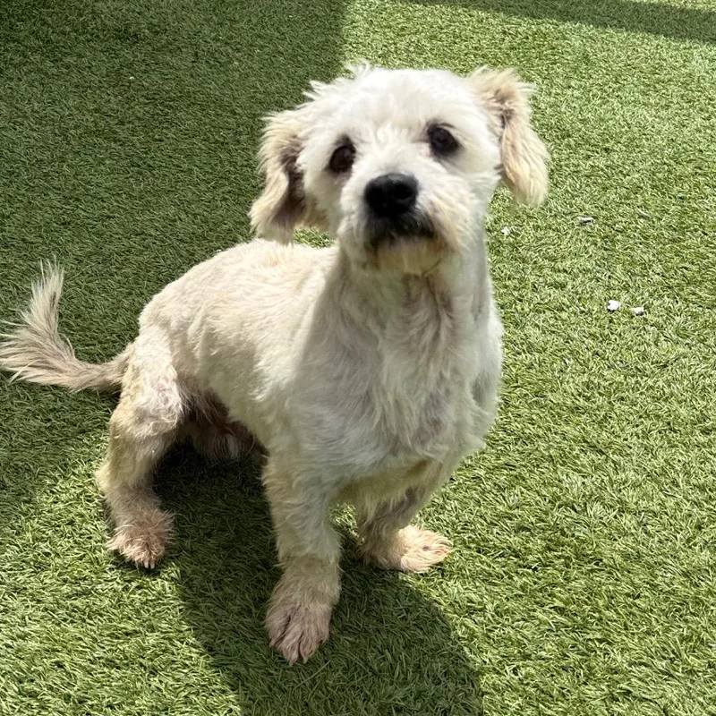 An adult small-sized male Terrier dog named Oscar for adoption in LOXAHATCHEE, FL