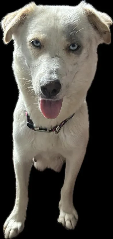 Daisy thumbnail 2