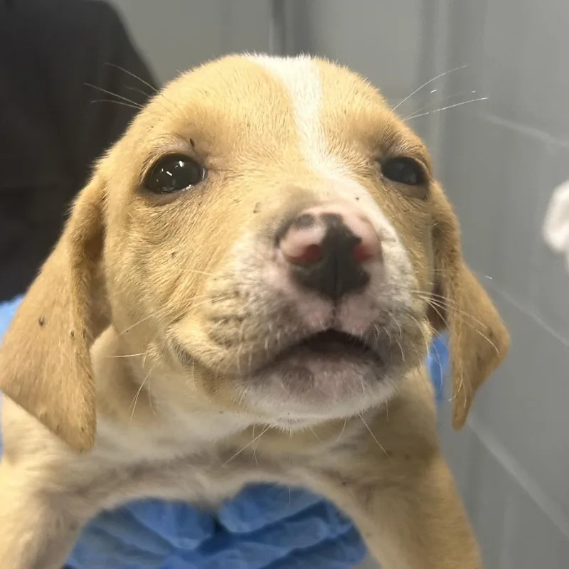 A baby small-sized female Yellow / Tan / Blond / Fawn Mixed Breed dog named Bloom for adoption in Summerville, SC