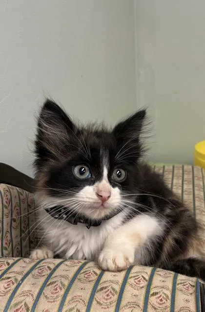 Maisy