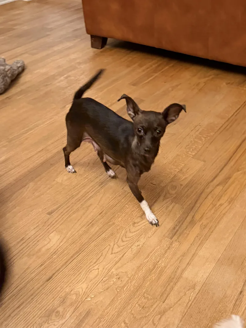 An adult small-sized female Chihuahua dog named Mama Kix for adoption in Kings Mountain, NC