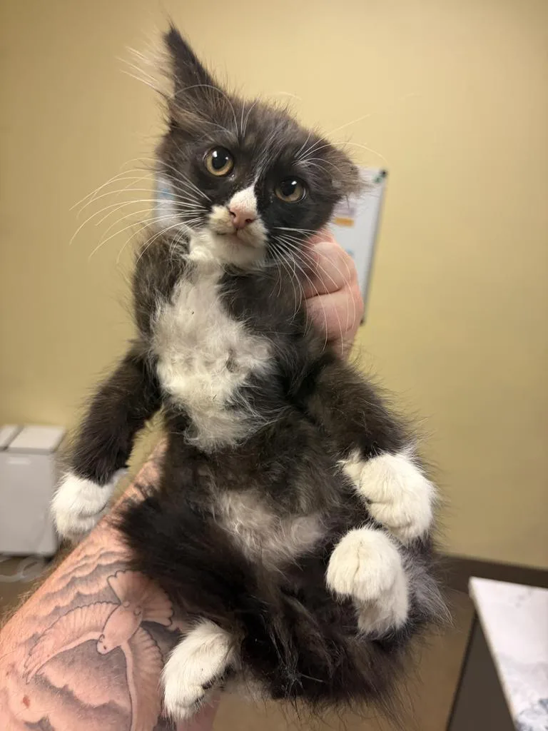 A baby medium-sized male Domestic Medium Hair cat named Draykor for adoption in Florence, SC
