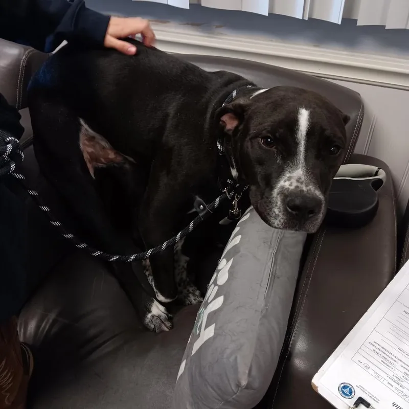 A young medium-sized male Black Terrier dog named Josh Allen for adoption in St. Louis, MO