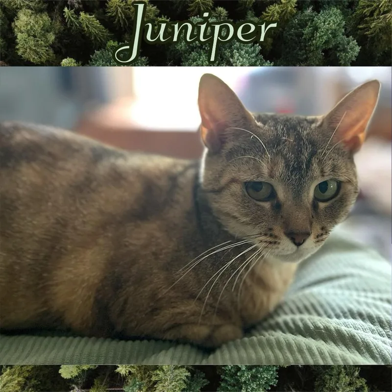 Juniper