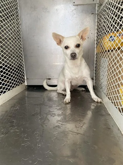 An adult small-sized female Chihuahua dog named Snow White for adoption in Bakersfield, CA