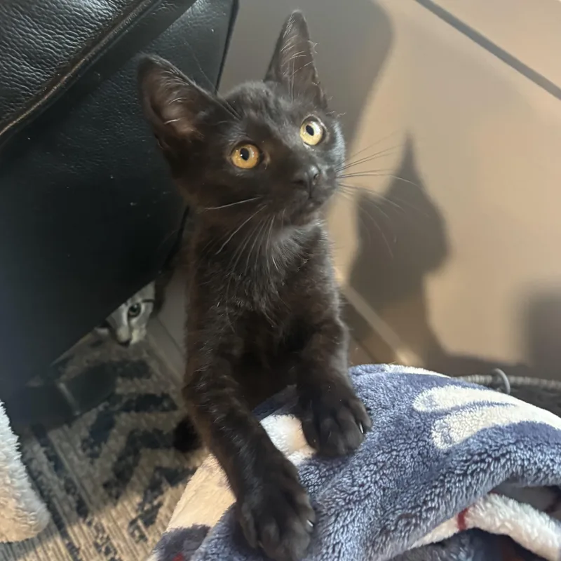 A baby medium-sized female Black Domestic Short Hair cat named Spackle for adoption in Renton , WA